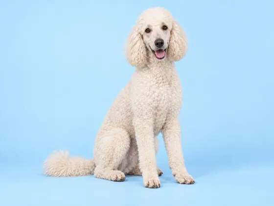 Poodle