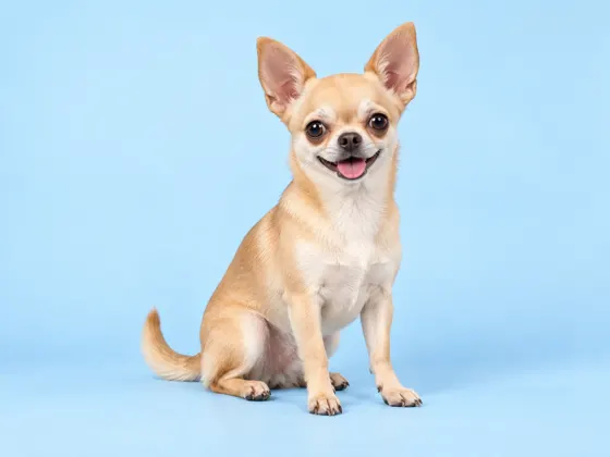 Chihuahua