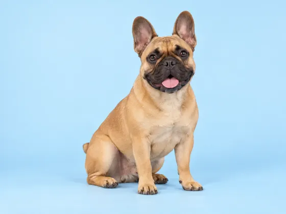 Bulldog Francês